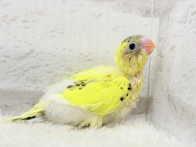 【最新画像更新🪄】おめめキラキラ✨キュートフェイス♥セキセイインコ(黄色ハルクイン) ヒナ セキセイインコ