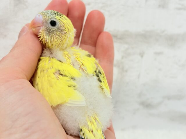 【最新画像更新🪄】おめめキラキラ✨キュートフェイス♥セキセイインコ(黄色ハルクイン) ヒナ セキセイインコ
