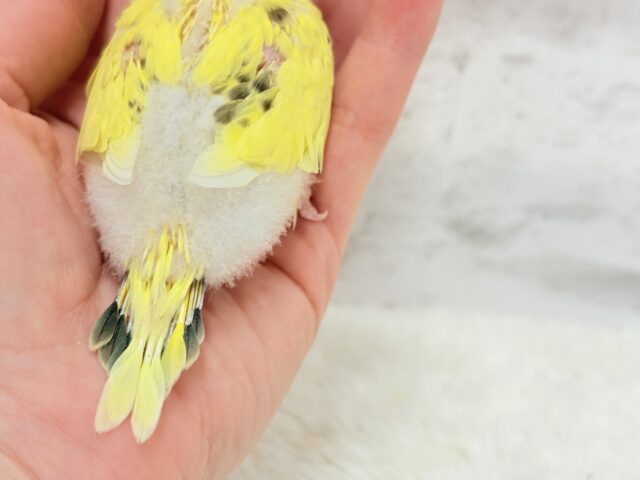 【最新画像更新🪄】おめめキラキラ✨キュートフェイス♥セキセイインコ(黄色ハルクイン) ヒナ セキセイインコ