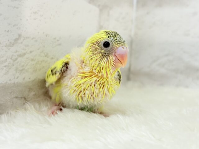 【最新画像更新🪄】おめめキラキラ✨キュートフェイス♥セキセイインコ(黄色ハルクイン) ヒナ セキセイインコ