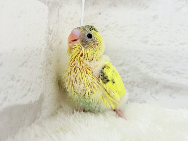 【最新画像更新🪄】おめめキラキラ✨キュートフェイス♥セキセイインコ(黄色ハルクイン) ヒナ セキセイインコ
