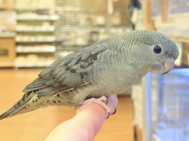 サザナミインコ