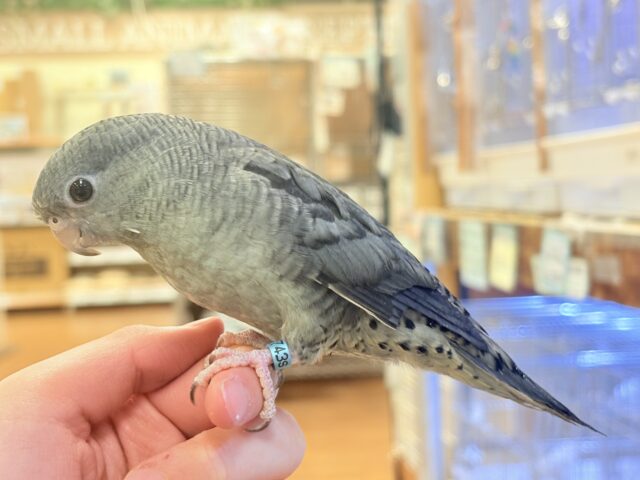 サザナミインコ