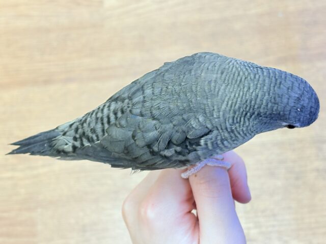 サザナミインコ