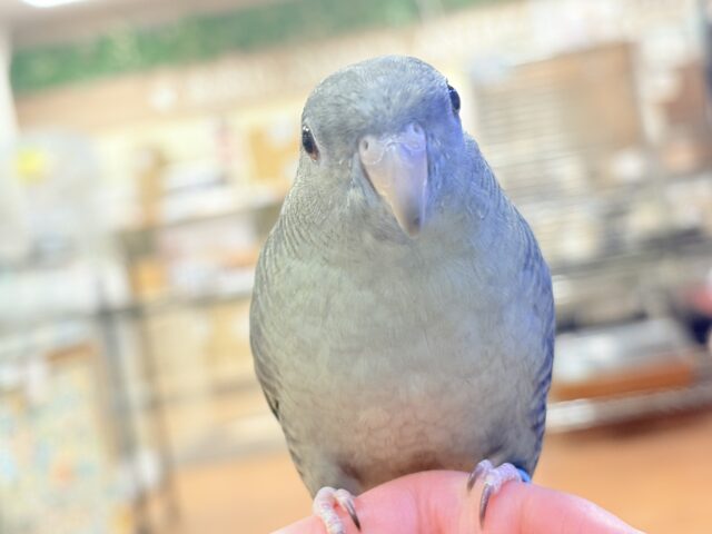 サザナミインコ