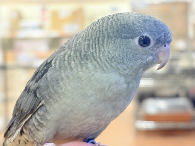 サザナミインコ