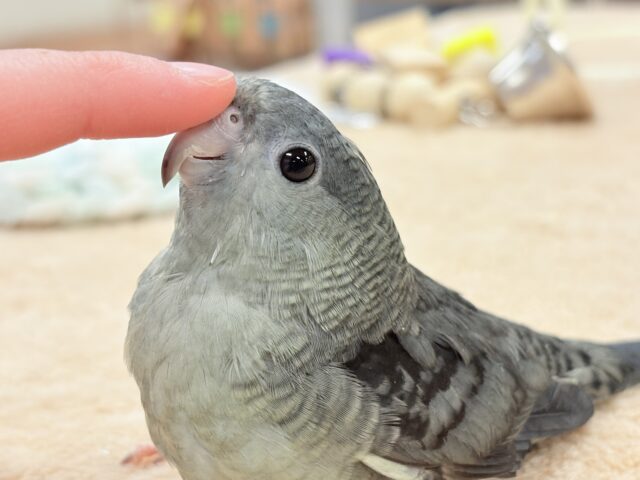 サザナミインコ