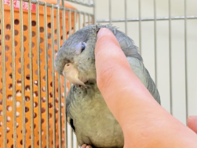 サザナミインコ