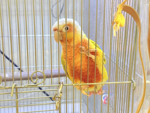 ホオミドリウロコインコ