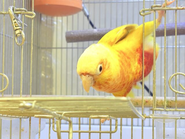 ホオミドリウロコインコ