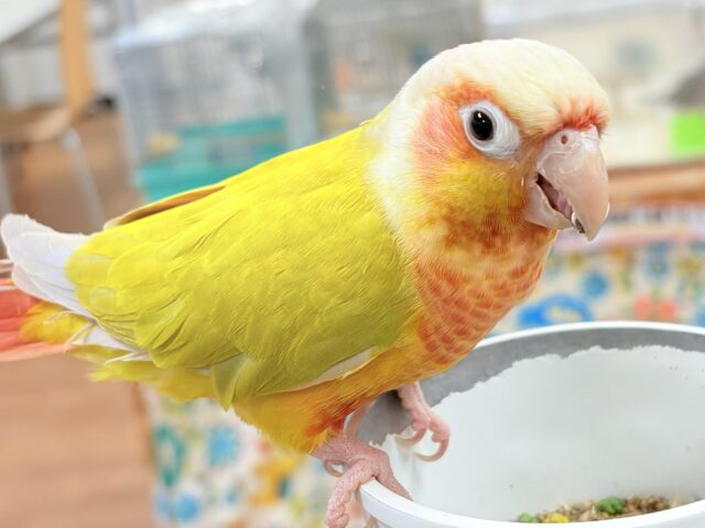 ホオミドリウロコインコ