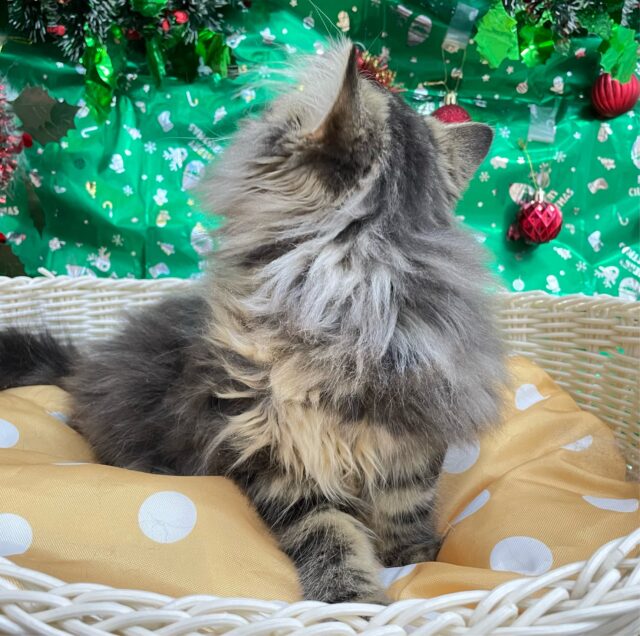 スコティッシュフォールド