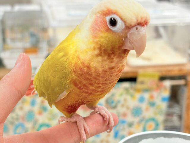 ホオミドリウロコインコ