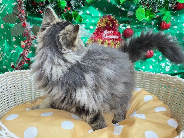 スコティッシュフォールド