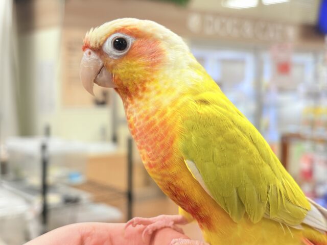 ホオミドリウロコインコ