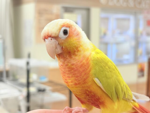 ホオミドリウロコインコ