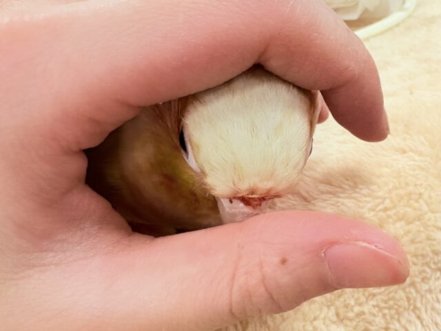 ホオミドリウロコインコ