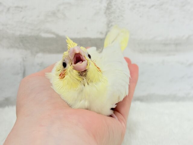 【最新画像更新🪄】オカメ界の人気者~♩♩オカメインコ(ルチノー) ヒナ オカメインコ
