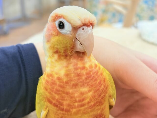 ホオミドリウロコインコ