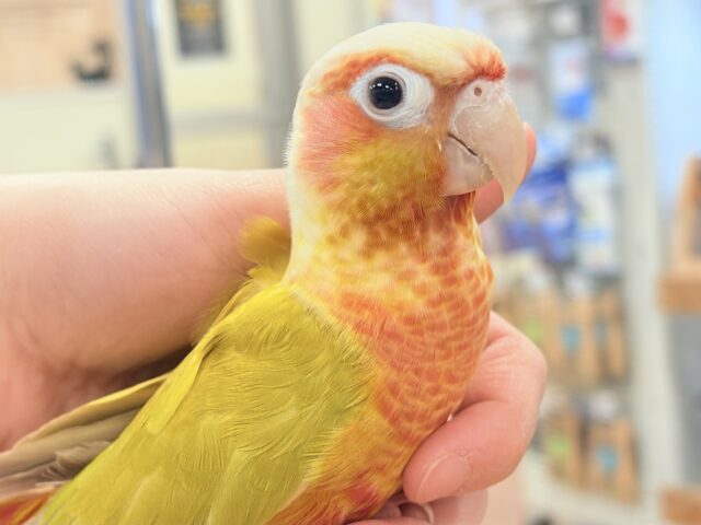 ホオミドリウロコインコ