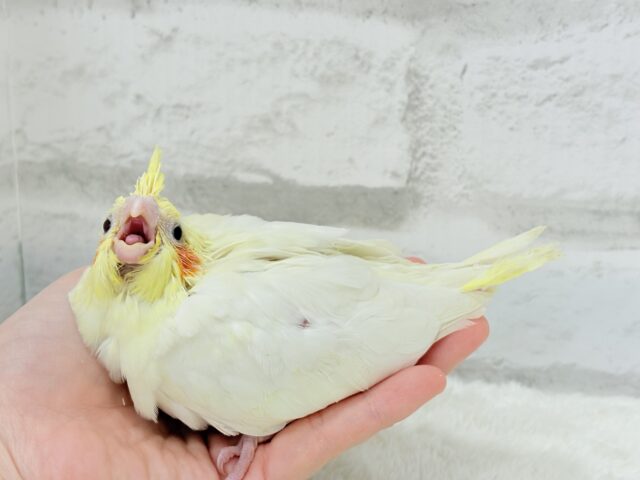 【最新画像更新🪄】オカメ界の人気者~♩♩オカメインコ(ルチノー) ヒナ オカメインコ