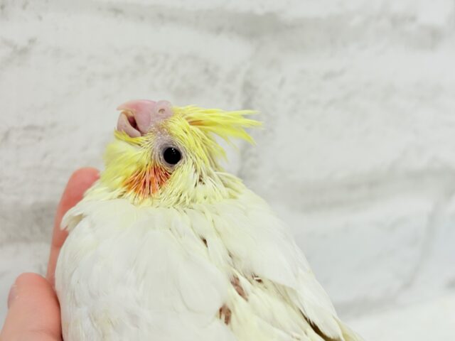 【最新画像更新🪄】オカメ界の人気者~♩♩オカメインコ(ルチノー) ヒナ オカメインコ