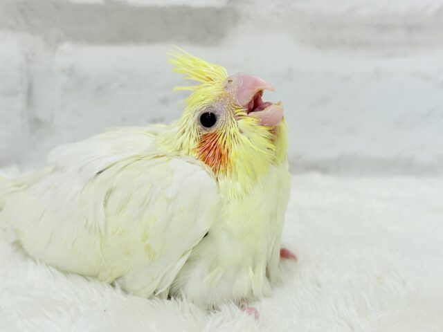 オカメインコ