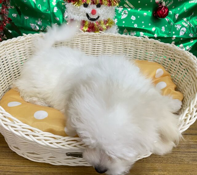 ビションフリーゼ