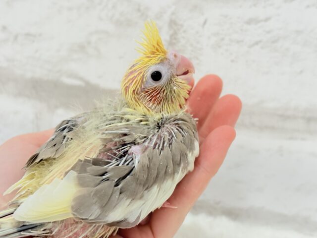 オカメインコ