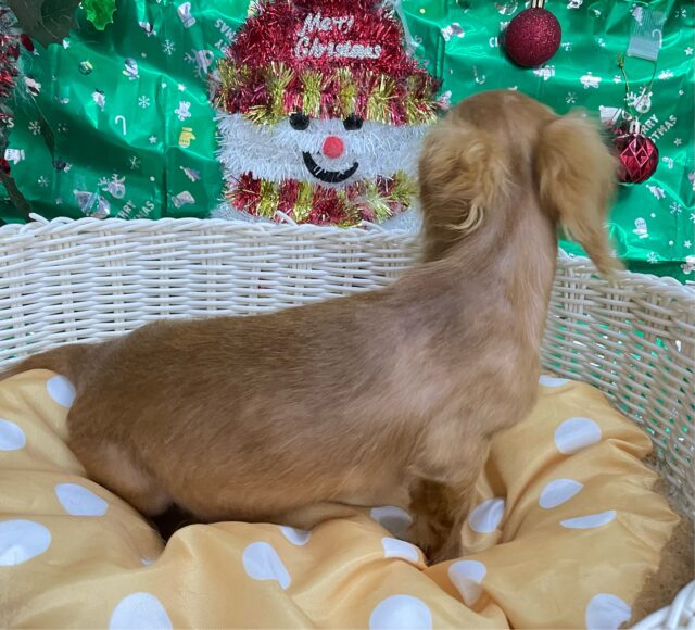 ミニチュアダックス