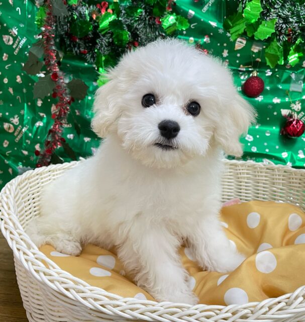 ビションフリーゼ