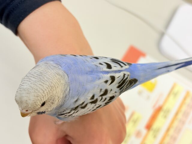 セキセイインコ