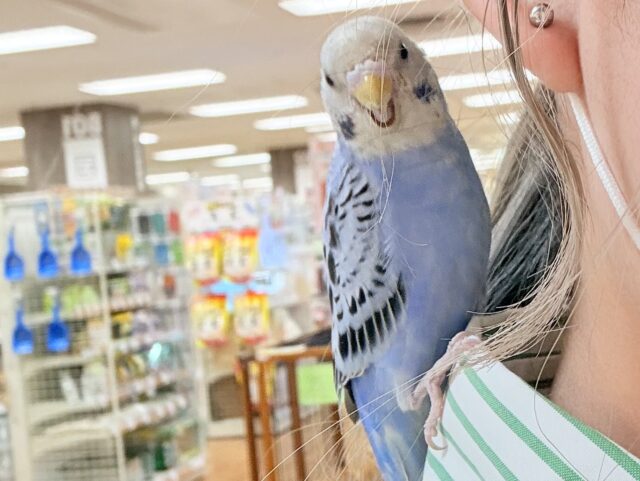 セキセイインコ