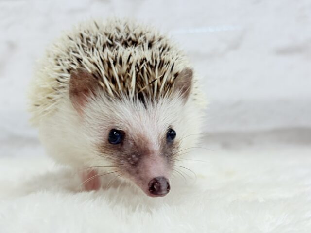 ハリネズミ（ヨツユビハリネズミ）