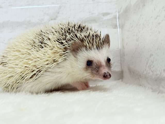 ハリネズミ（ヨツユビハリネズミ）