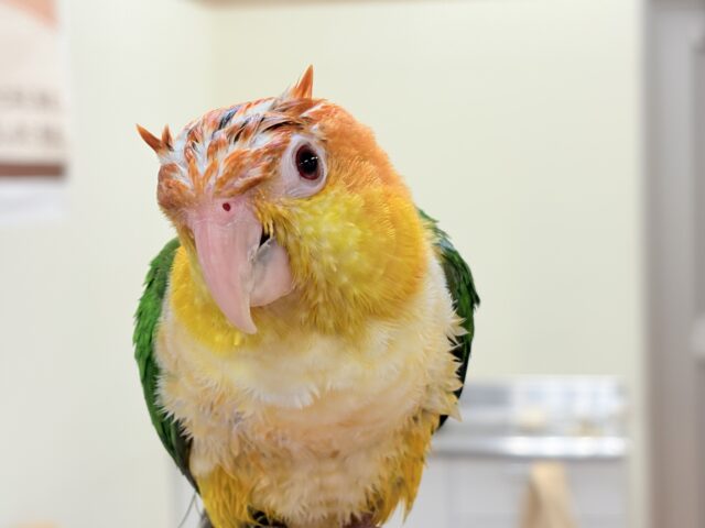 シロハラインコ