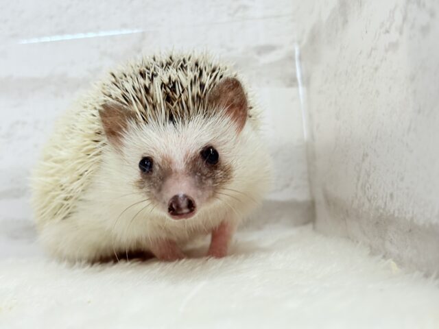 ハリネズミ（ヨツユビハリネズミ）