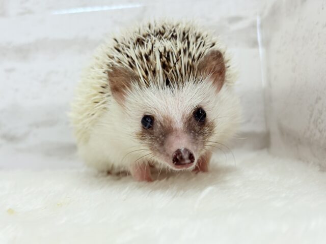 ハリネズミ（ヨツユビハリネズミ）