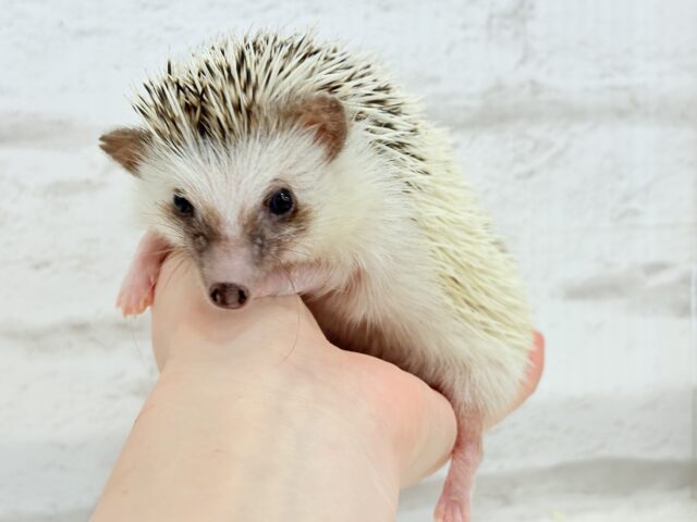 ハリネズミ（ヨツユビハリネズミ）