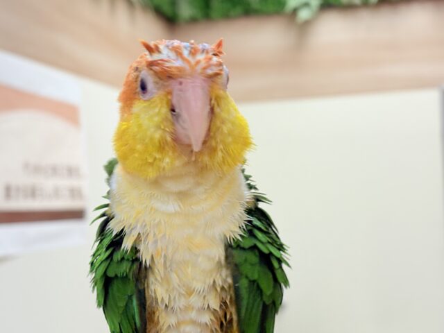シロハラインコ