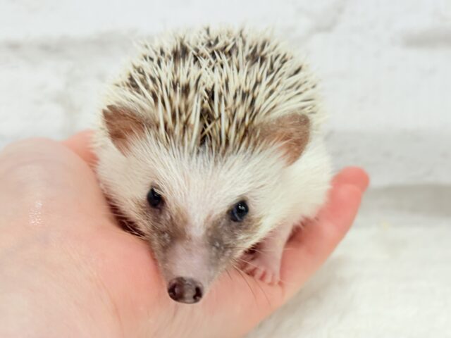 ハリネズミ（ヨツユビハリネズミ）