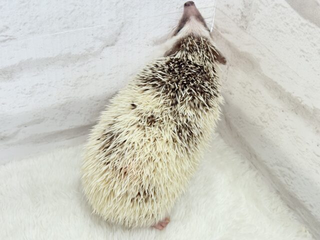 ハリネズミ（ヨツユビハリネズミ）