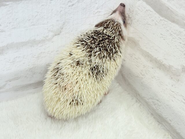 ハリネズミ（ヨツユビハリネズミ）