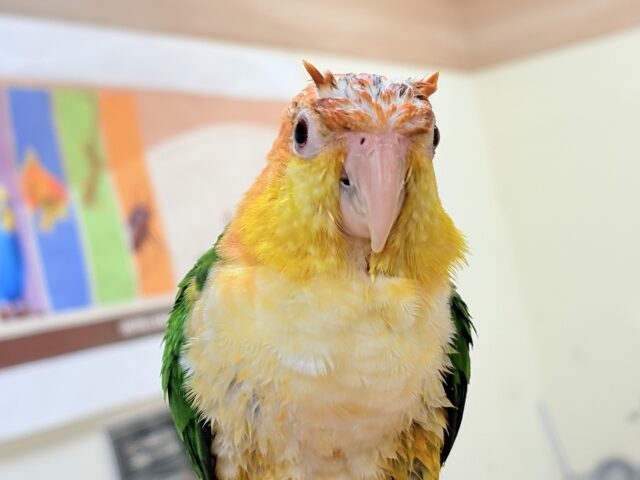 シロハラインコ
