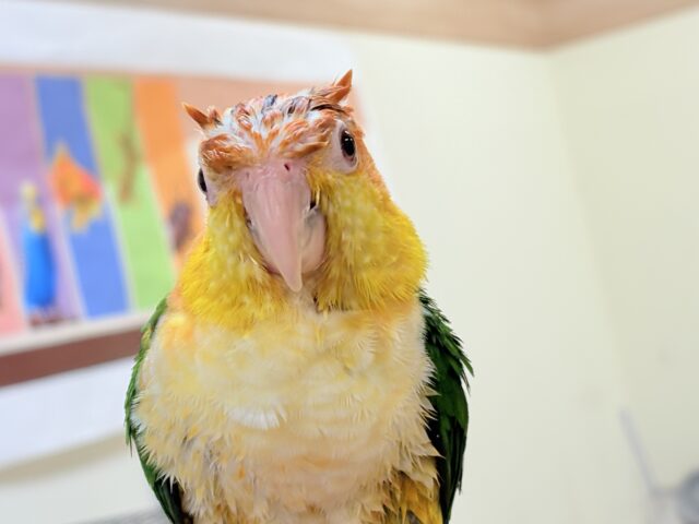 シロハラインコ