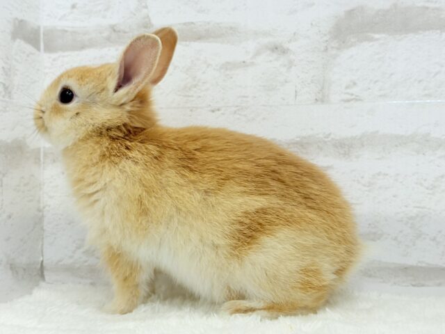 ミニウサギ