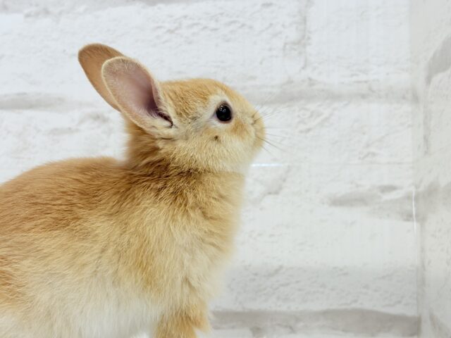 ミニウサギ