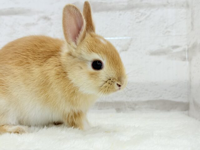 ミニウサギ