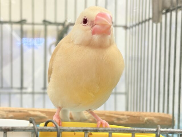 シナモン文鳥