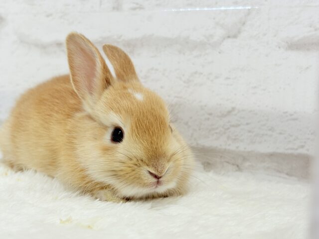 ミニウサギ